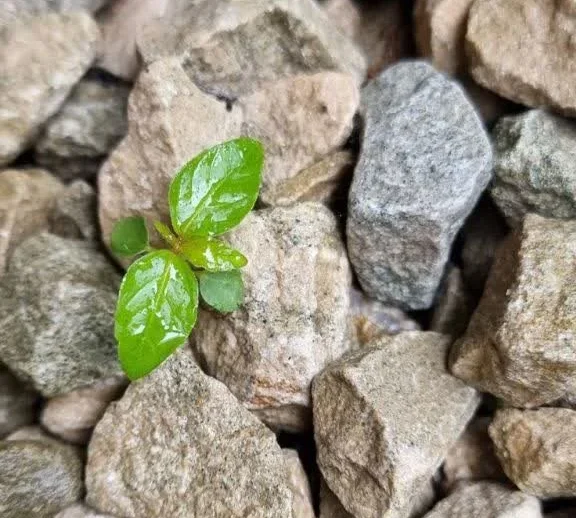 کاغذ به جای مهر